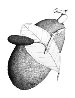 Artocarpus_heterophyllus Jackfruit